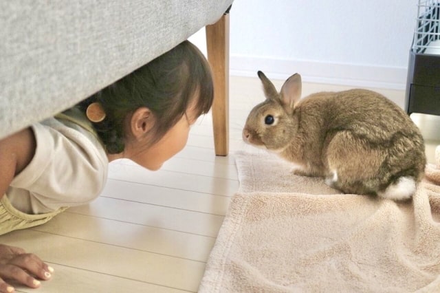 うさぎ 室内飼い ダニ